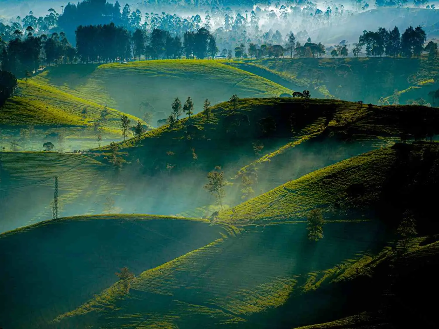 Misty Hills and Plantations of Wayanad